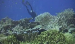 海底世界短视频,揭秘神秘海底世界的奥秘